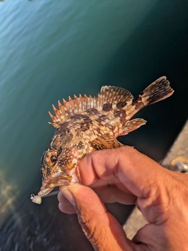ガシラの釣果