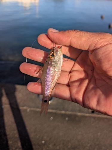 ネンブツダイの釣果