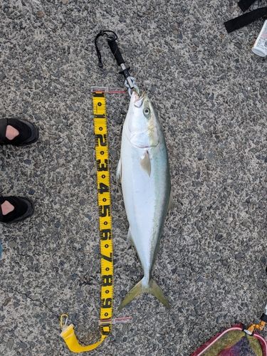 ブリの釣果