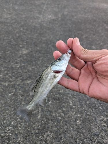 セイゴ（マルスズキ）の釣果