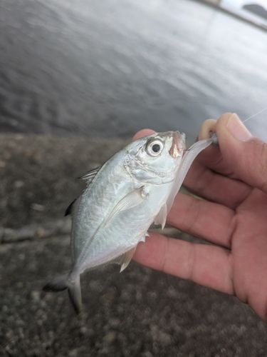 メッキの釣果