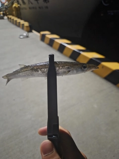 カマスの釣果