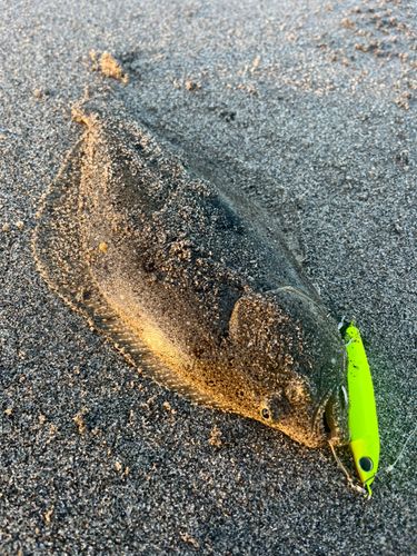 ソゲの釣果
