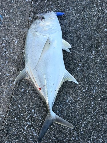 ガーラの釣果