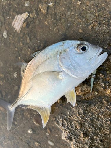 メッキの釣果