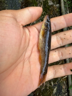 アブラハヤの釣果