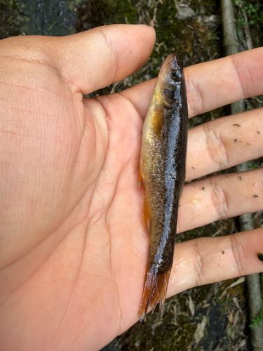 アブラハヤの釣果
