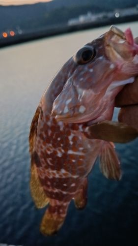 アコウの釣果