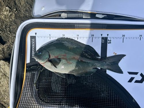 メジナの釣果
