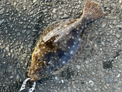 ヒラメの釣果