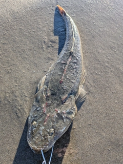 マゴチの釣果