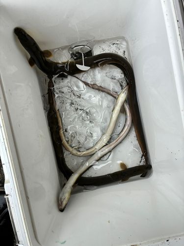 ウナギの釣果