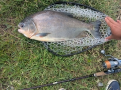 コロソマの釣果