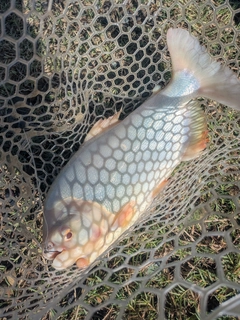 コロソマの釣果