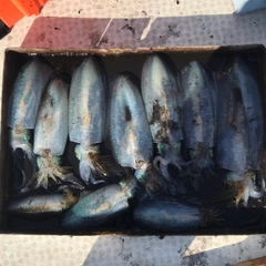 モイカの釣果