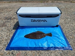 ヒラメの釣果