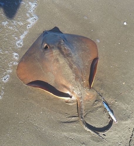 アカエイの釣果