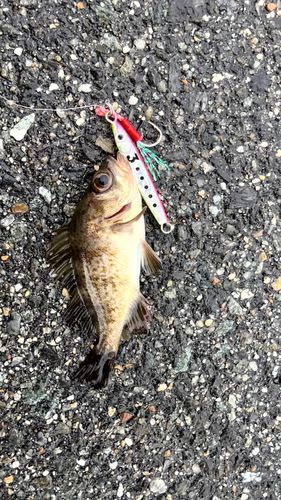 メバルの釣果