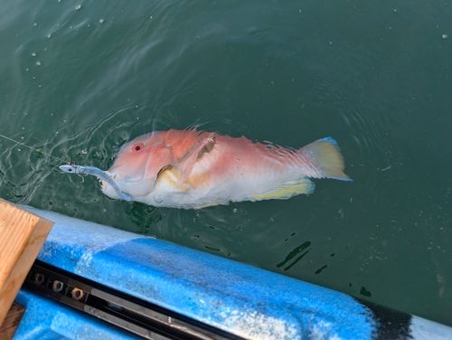 イラの釣果