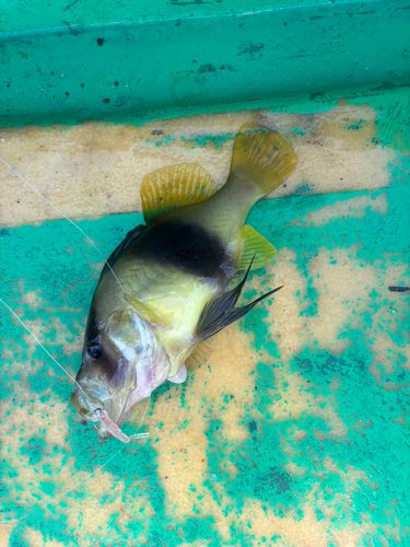 モンゴウイカの釣果