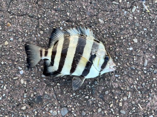 サンバソウの釣果