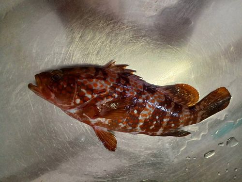 キジハタの釣果