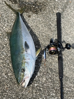 ブリの釣果