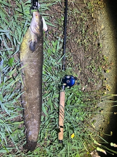 ナマズの釣果
