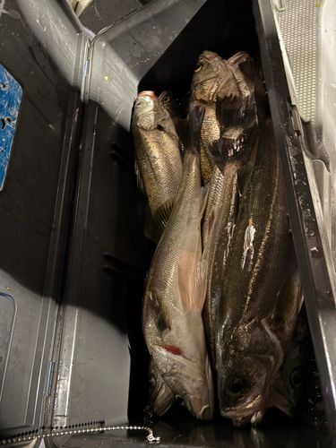 スズキの釣果