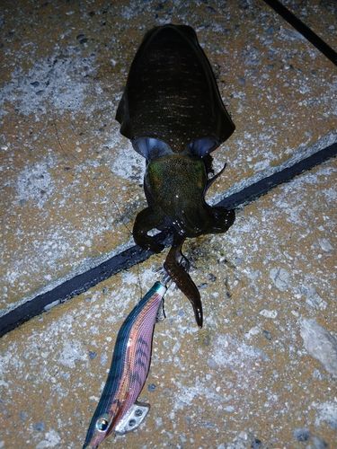 アオリイカの釣果