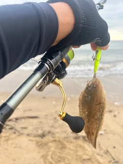 シタビラメの釣果