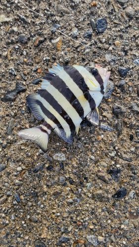 サンバソウの釣果