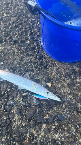 カマスの釣果