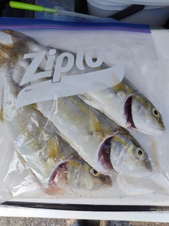 ネリゴの釣果