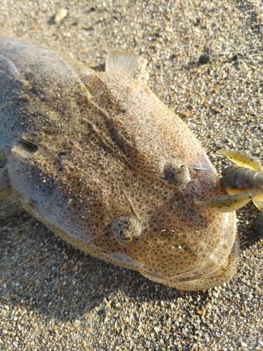 マゴチの釣果