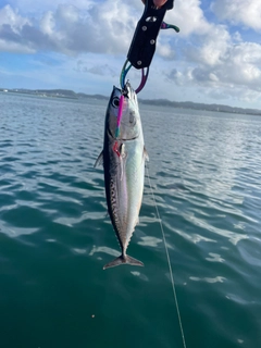 マルソウダの釣果