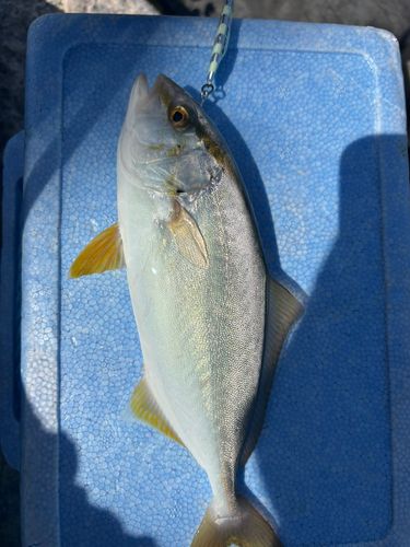 釣果