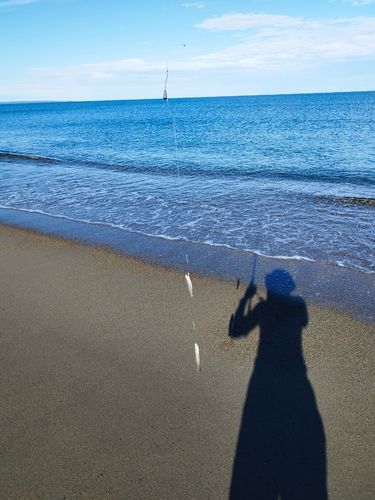 キスの釣果