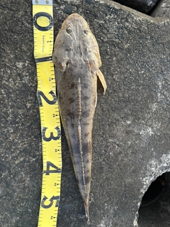 マゴチの釣果
