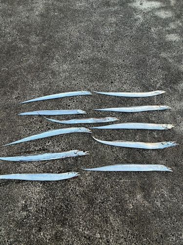 タチウオの釣果