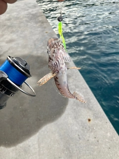 アナハゼの釣果