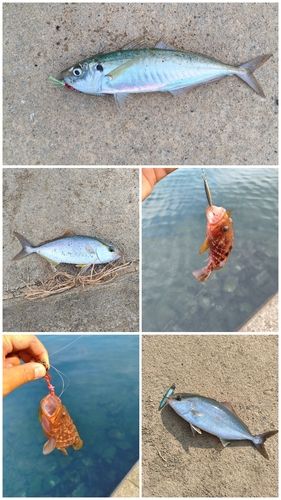 マルアジの釣果