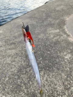 サヨリの釣果