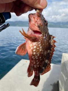 カサゴの釣果