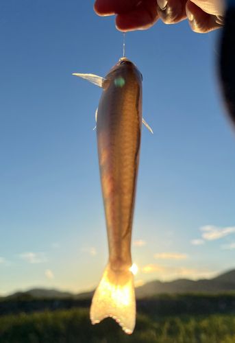 キスの釣果