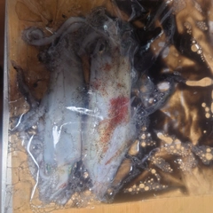 ケンサキイカの釣果