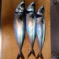 ゴマサバの釣果