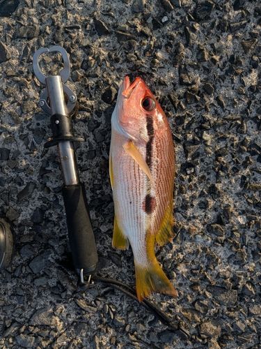 ヨコスジフエダイの釣果