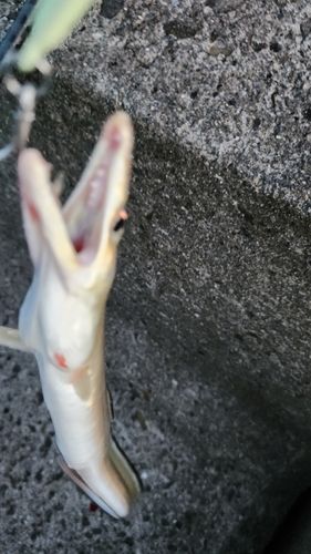 ハモの釣果