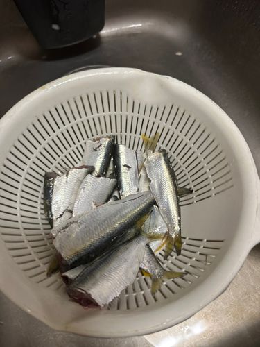 ママカリの釣果